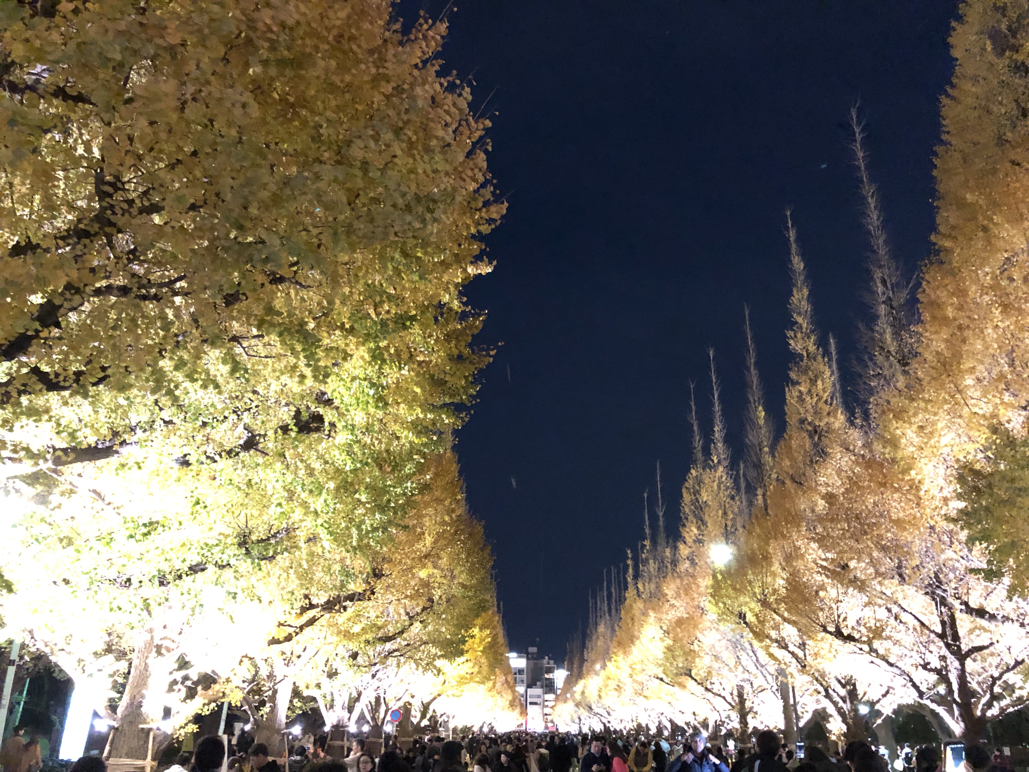 神宮外苑銀杏並木の紅葉ライトアップ02