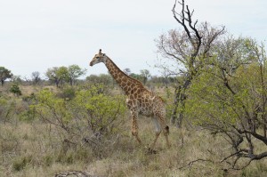 南部アフリカぐるーっとキャンプ旅　Day2；　さっそくたくさんの動物に出会っちゃった　南アフリカその3